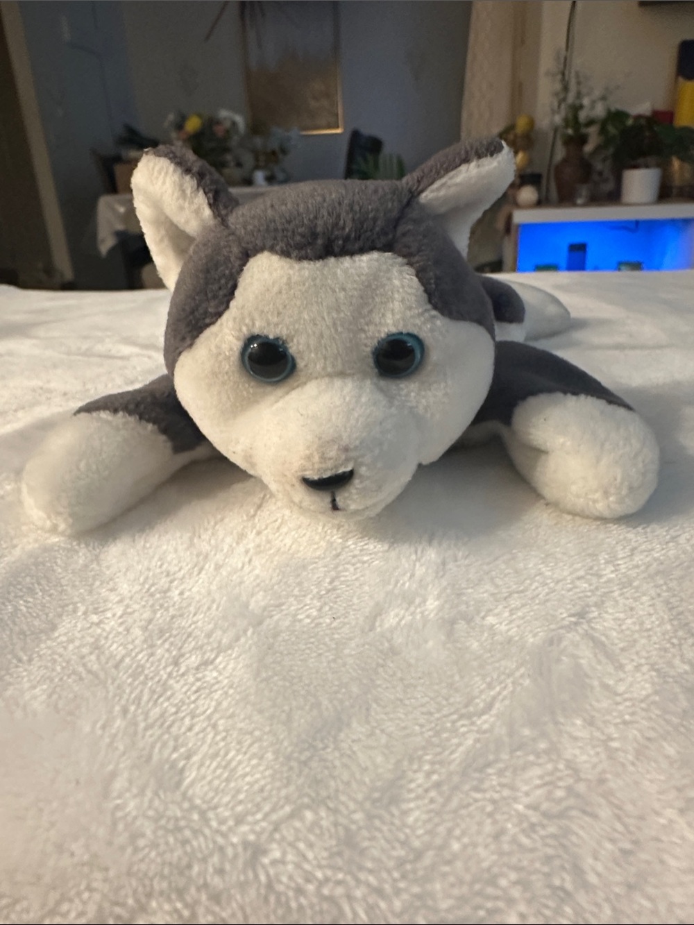 Plush Husky Dog Stuffed Animal - TY beanie babies named Nanook Gray & White